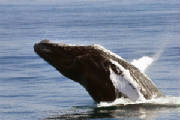 Majestic Humpback Whales